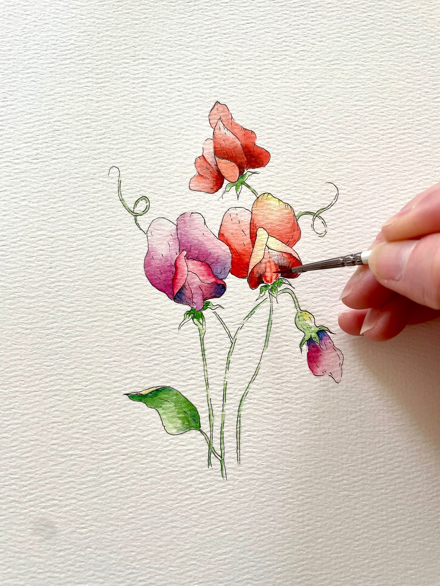 Ophelia - 10x8 Sweet Peas Watercolour and Ink
