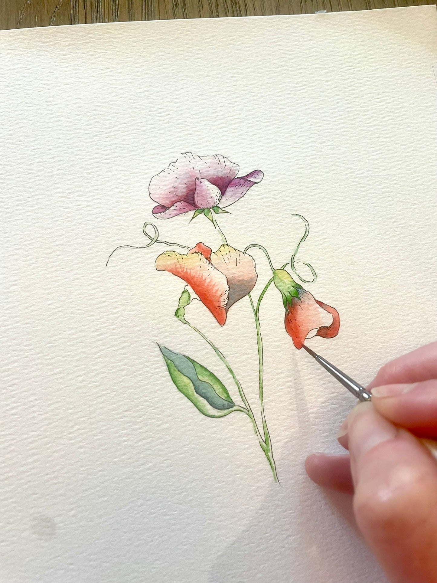 June - 10X8 Sweet Pea Watercolour and Ink