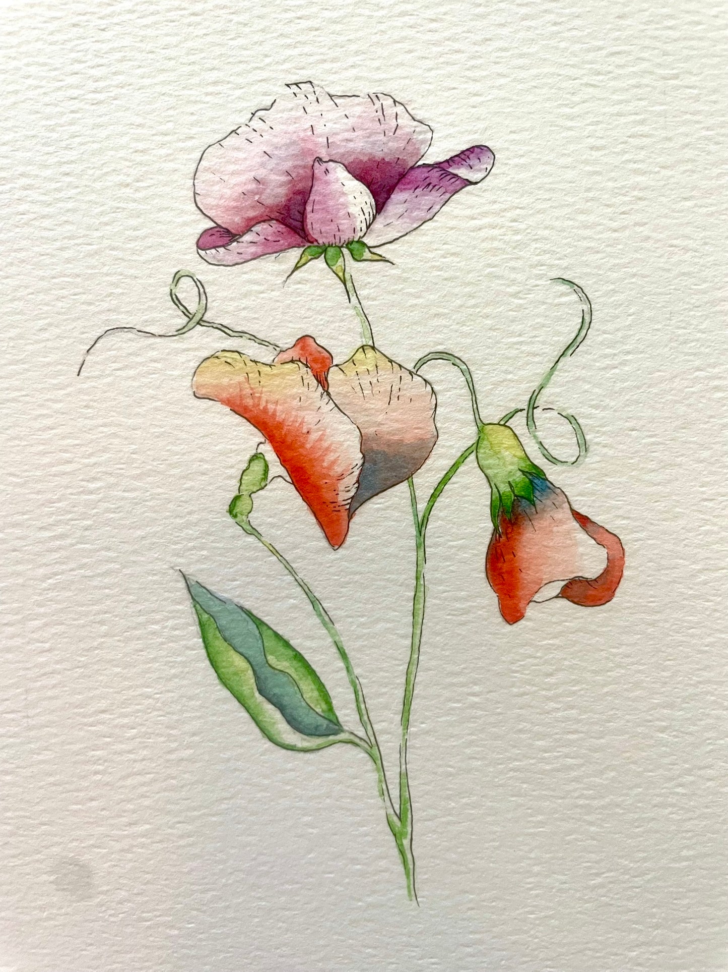 June - 10X8 Sweet Pea Watercolour and Ink