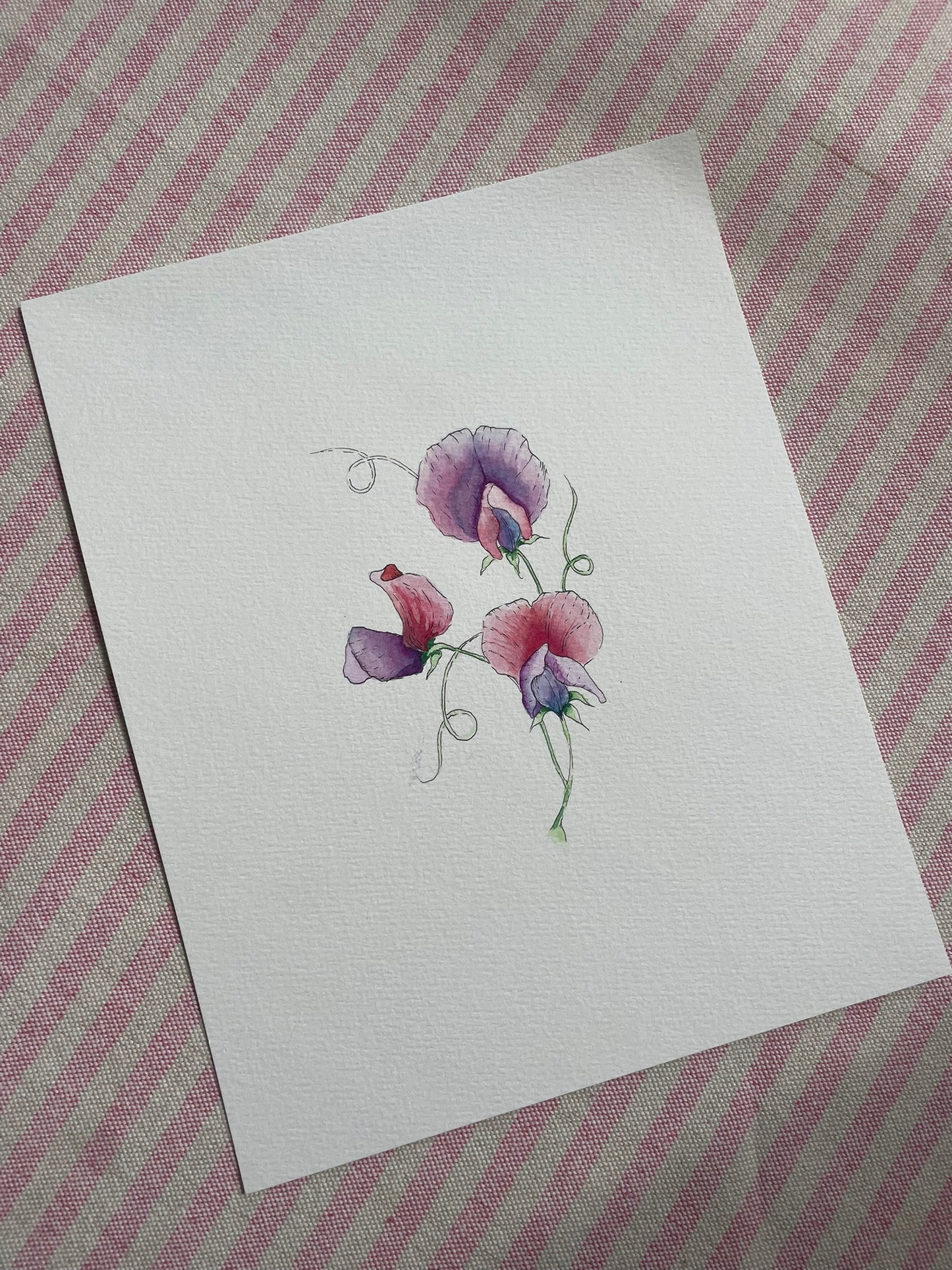 Lucia - 10x8 Sweet Pea Watercolour and Ink